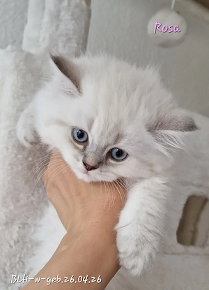 Wunderschöne BLH Kitten liebevoll aufgezogen   