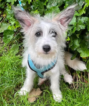BUGSY - ist bereit für Abenteuer (wartet in Rumänien)