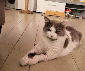 kater ein türkiche Angora    