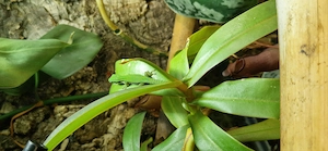 Phelsuma Nigristriata Schwarzstreifen Taggecko