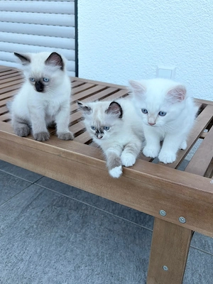 3 wunderschöne, reinrassige Ragdollkitten - 1. Wurf