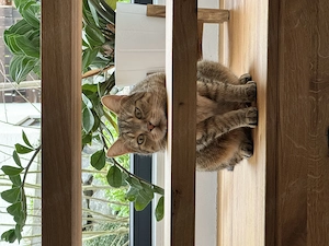 Freigänger sucht ein neues Zuhause