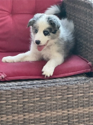 Border Collie