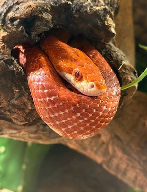 kornatter weibchen 