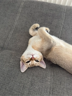 BKH Kater Gold Schaded