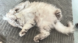 BKH , BLH Kitten ab sofort