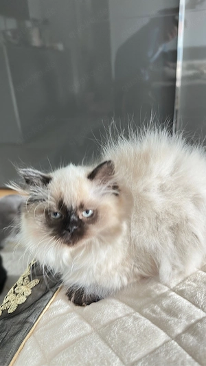 BKH , BLH Kitten ab sofort