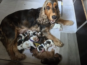 Engl. Cocker Spaniel Welpen