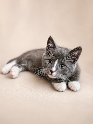 Wunderschöne Kitten suchen demnächst ein Zuhause nur zu zweit 