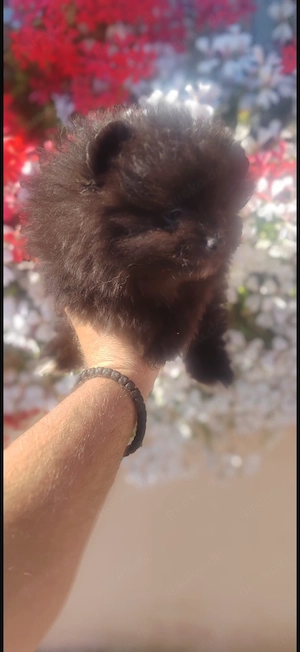 pomeranian welpen
