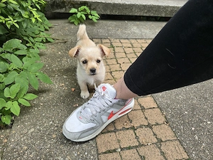  chihuahua jack rusell welpe mix 