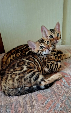 Bengal kitten mit Stammbaum 
