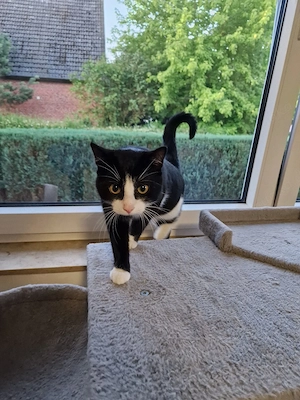 Süßer Kater sucht neues Zuhause 9 Monate alt