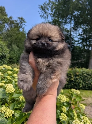 seltene und liebenswerte Hunde