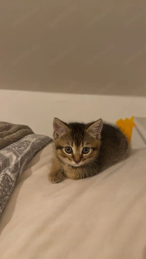 BKH Kitten 