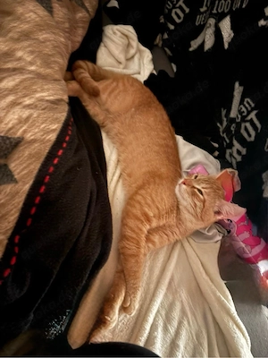 sehr lieber verschmuster kater.