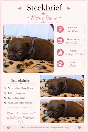 Französische Bulldog Welpen 