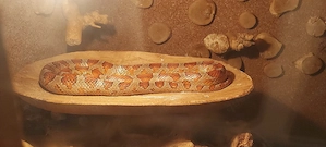 2  Kornnattern M W