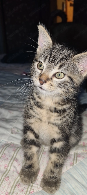 Katzenbabys 9 Wochen alt