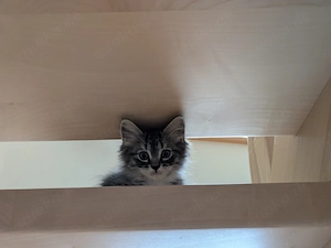 Bildschöne Katzenbays Radgoll trifft sibirische Waldkatze   Hauskatze 
