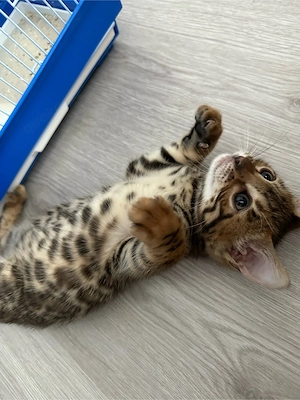 Bengalkatze zu verkaufen. Alter: 2,5 