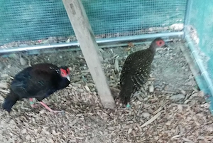 Hühner Vögel 