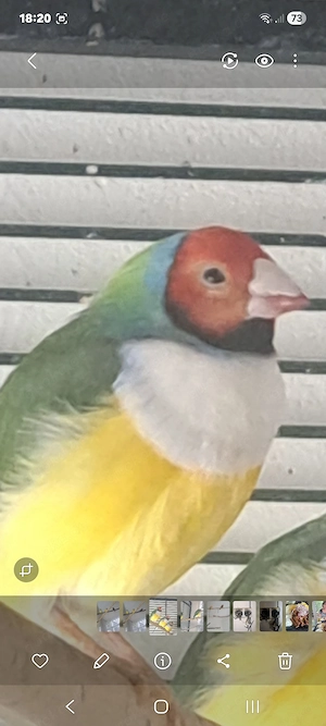 Gouldamadinen Männchen 