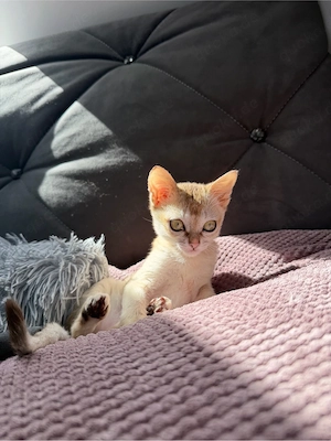 Singapura Katze