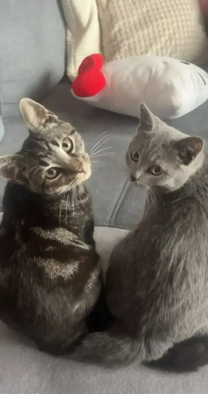 zwei liebe Kater 