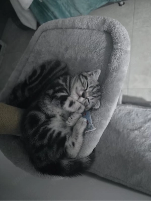 Wunderschöne Kitten suchen ein liebevolles Zuhause