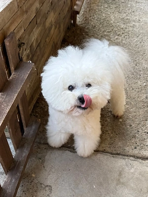 Wunderschöne Bichon-Malteser Welpen abzugeben