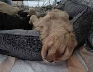 Kutschkugeln suchen Traumplatz