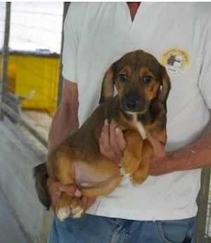 Cora, 4 Monate, wird ca.  50 cm, lieb