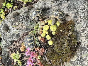 Griechische Landschildkröten (Testudo hermanni) - Nachzuchten 2025 mit Cites