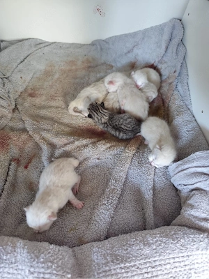 Süsse bkh blh mix kitten