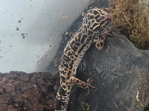 Weiblicher Leopardgecko mit Terrarium, Lampe und Zubehör