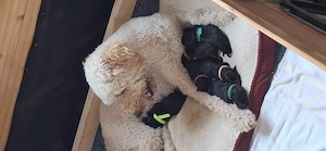 Schnoodle Welpen