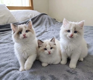 verspielte Ragdoll-Kätzchen, männlich und weiblich