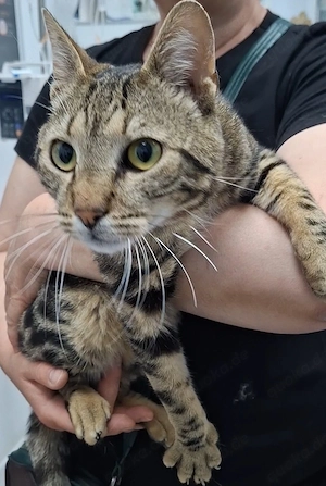 Leo, 10 Monate, lieb 