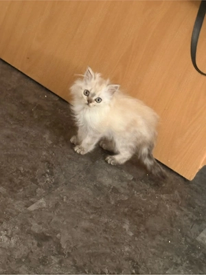 katzenbaby sucht zuhause 