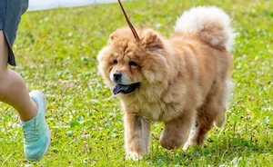 CHOW-CHOW 4 Monnate alt 