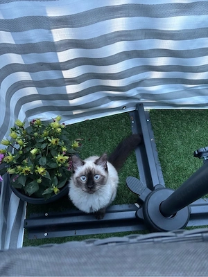   Reinrassiges Ragdoll-Kitten sucht DRINGEND liebevolles Zuhause   