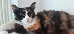 Marble, 2 Jahre, Fiv positiv, Wohnungshaltung, einzeln