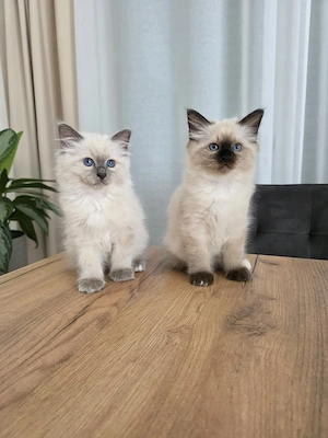 Heilige Birma Kitten 