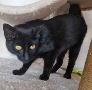 Arapi, 1 Jahr, lieb, jung