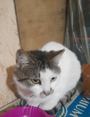 Anisa, 1 Jahr, sozial mit anderen Katzen