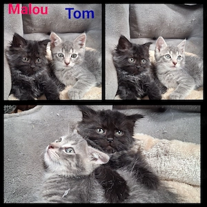 Katzenbabys russisch blau EK mix