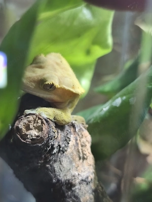Terrarium mit Kronengecko 