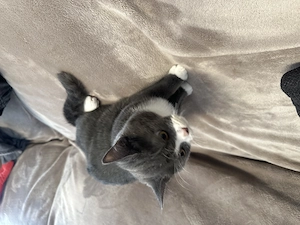 BKH britische kurzhaar Kater 