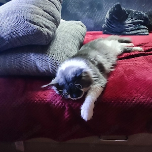 maine coon deckkater Bild 2
